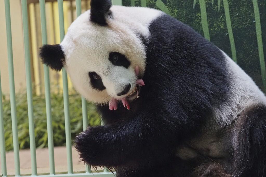 Nacen en un zoo de Francia dos pandas gemelos