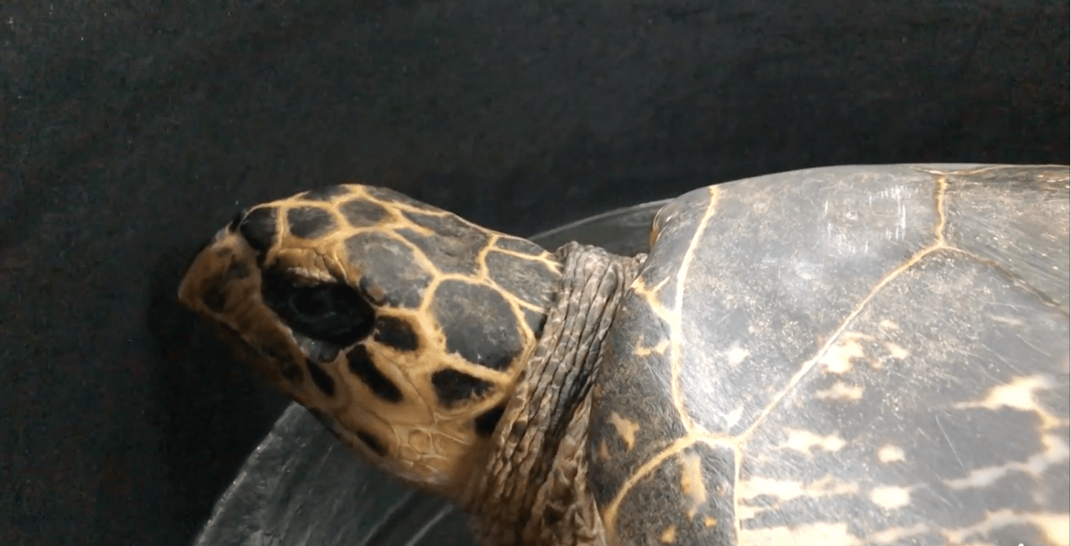 Centro de Rescate Jaguar libera enorme tortuga que fue atacada en Limón