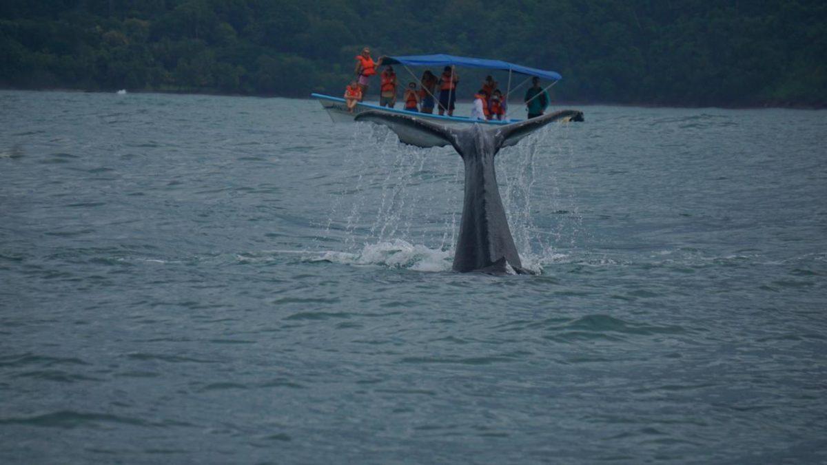 Desde ballenas hasta esferas: ICT y empresarios lanzan guía turística cultural de Osa