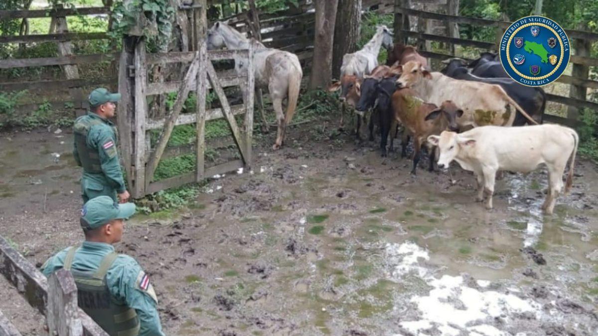 Policía decomisa reses y caballos aparentemente contrabandeados desde Nicaragua