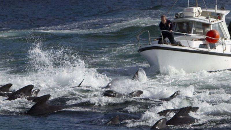 El enojo en las islas Feroe por la matanza “récord” de 1.500 delfines en un día