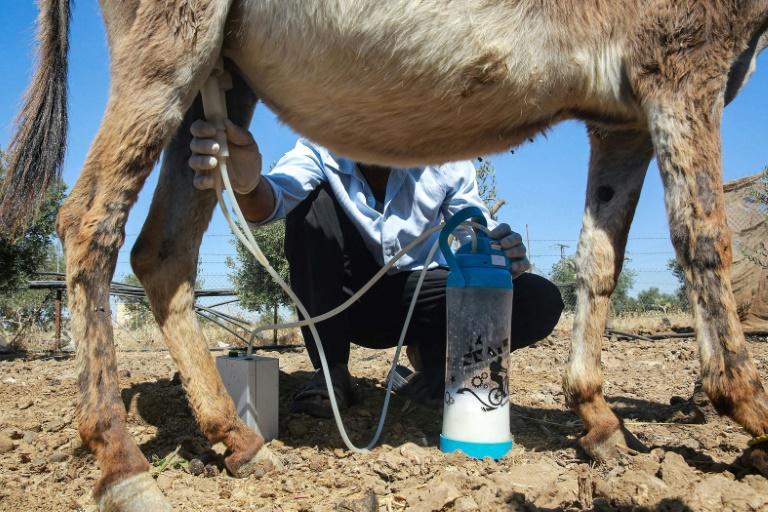 Un jabón fabricado con leche de burra crea furor en Jordania