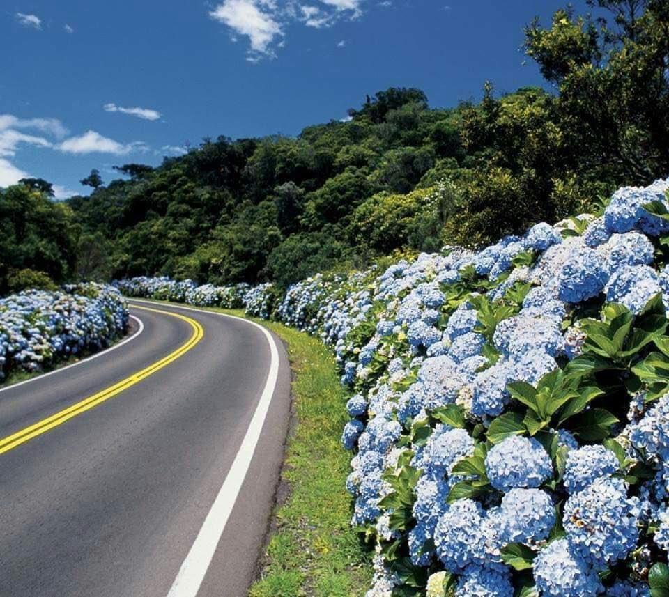 Cartago inicia siembra de 2.400 hortensias para transformar vías turísticas