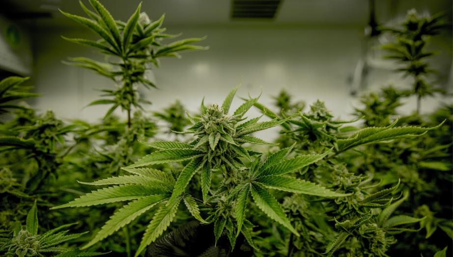 Diputados fijan sobretasa de 1% a producción de cannabis medicinal