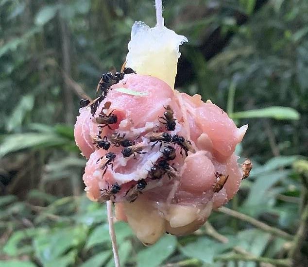 ‘Abejas buitre’: la peculiar especie descubierta en Costa Rica que come carne
