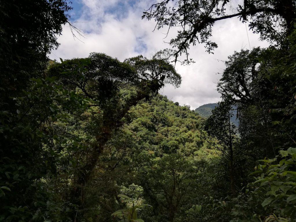 Con solo una foto, app desarrollada por Costa Rica y Francia identificará flora de bosques ticos
