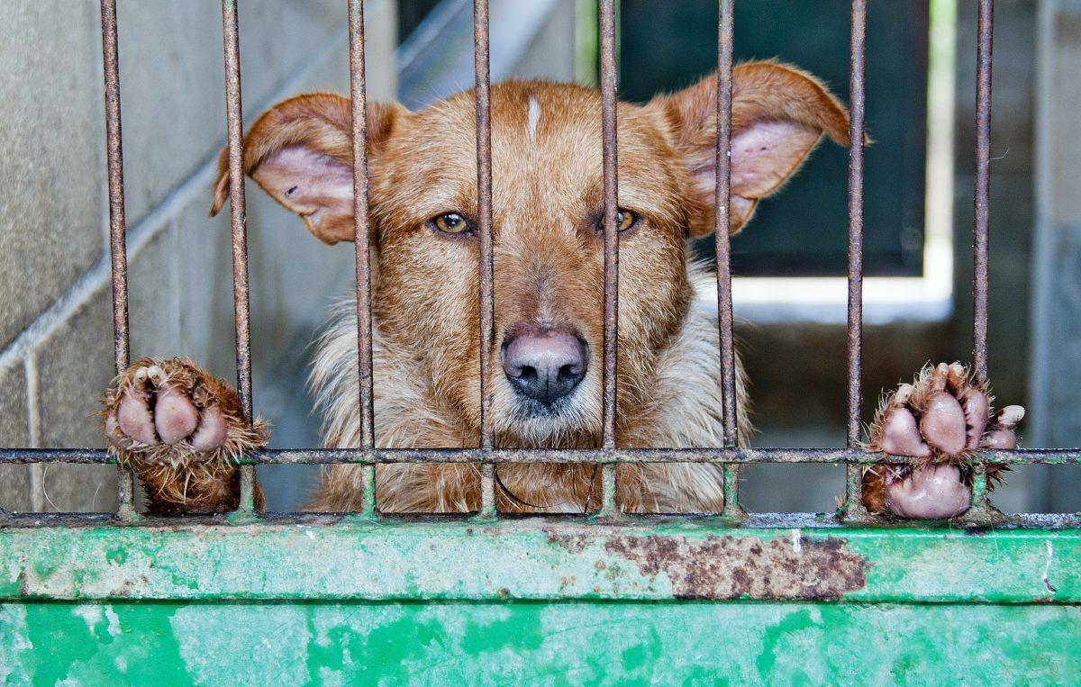 Francia prohibirá venta de perros y gatos en tiendas de animales a partir de 2024