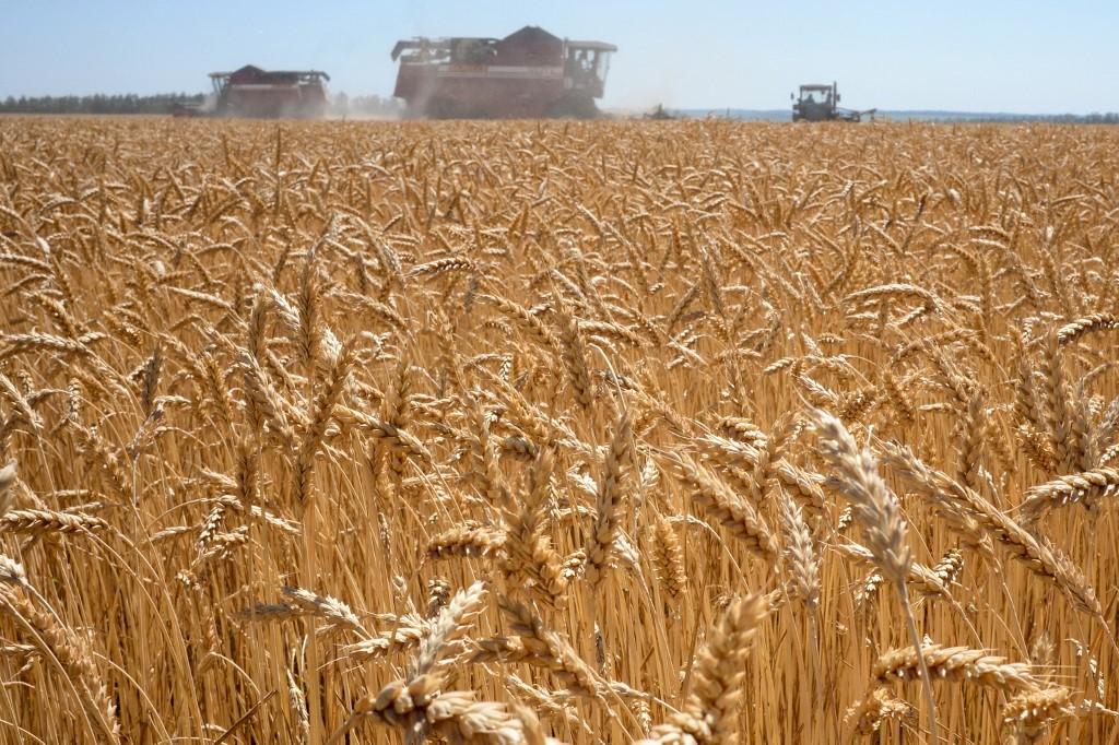 Precios de alimentos con trigo y maíz podrían crecer en primeros meses del 2022