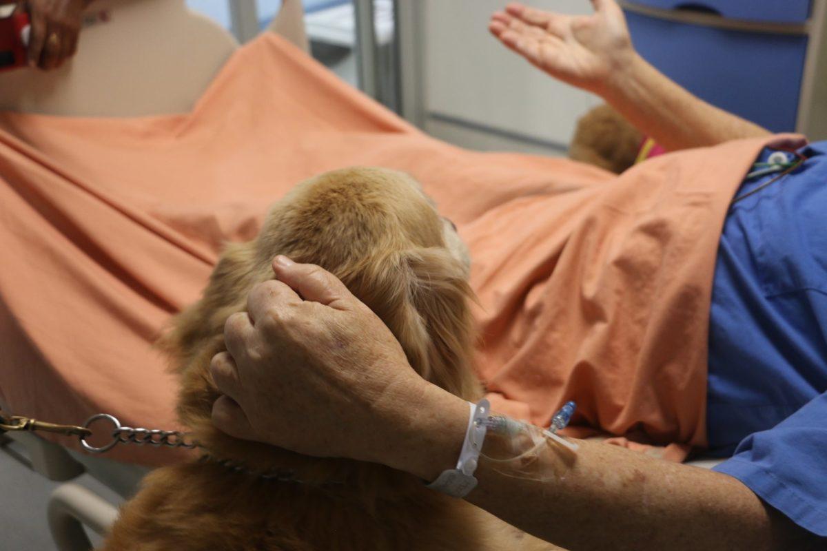 ¡Visita de 4 patas! Perros de terapia alegran a pacientes de unidad coronaria del San Juan de Dios