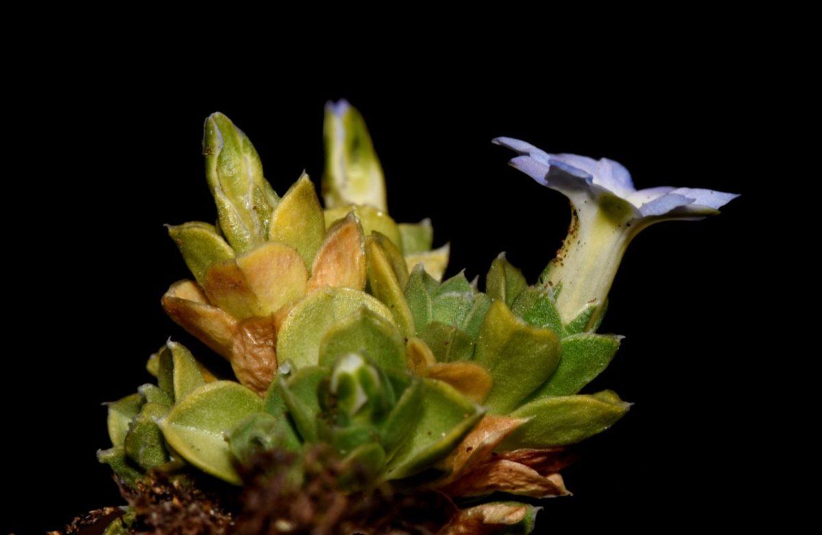 Gentiana bicentenaria: la nueva planta endémica hallada en el cerro Chirripó
