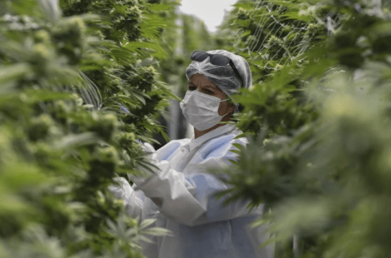 “Básicamente usted puede consumir la mata entera sin ningún procesamiento”:  Ministro de Salud adversa proyecto de ley sobre cannabis