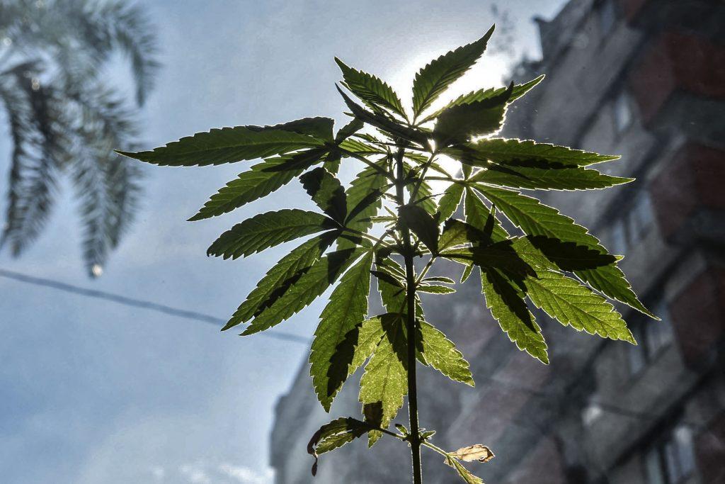 IAFA pide a políticos no promover uso recreativo de la marihuana