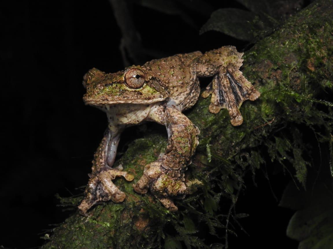 Hembra de rana voladora emite canto reproductivo inusual en Caribe de Costa Rica