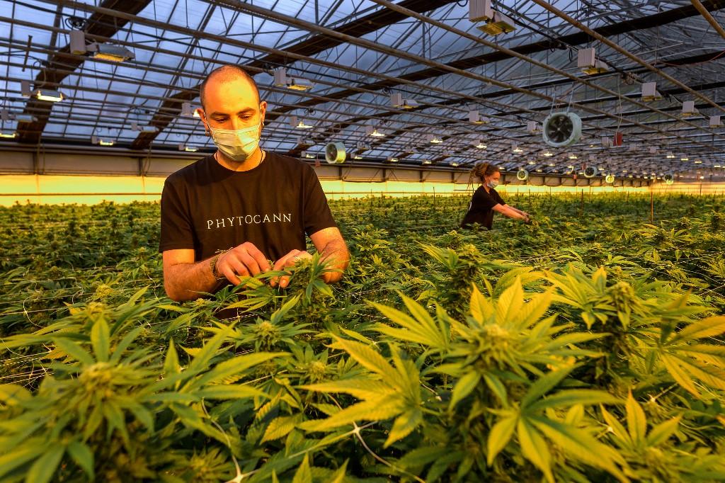 Planta procesadora de cannabis medicinal que se instalará en Guanacaste crearía 500 empleos directos en primeros 3 años