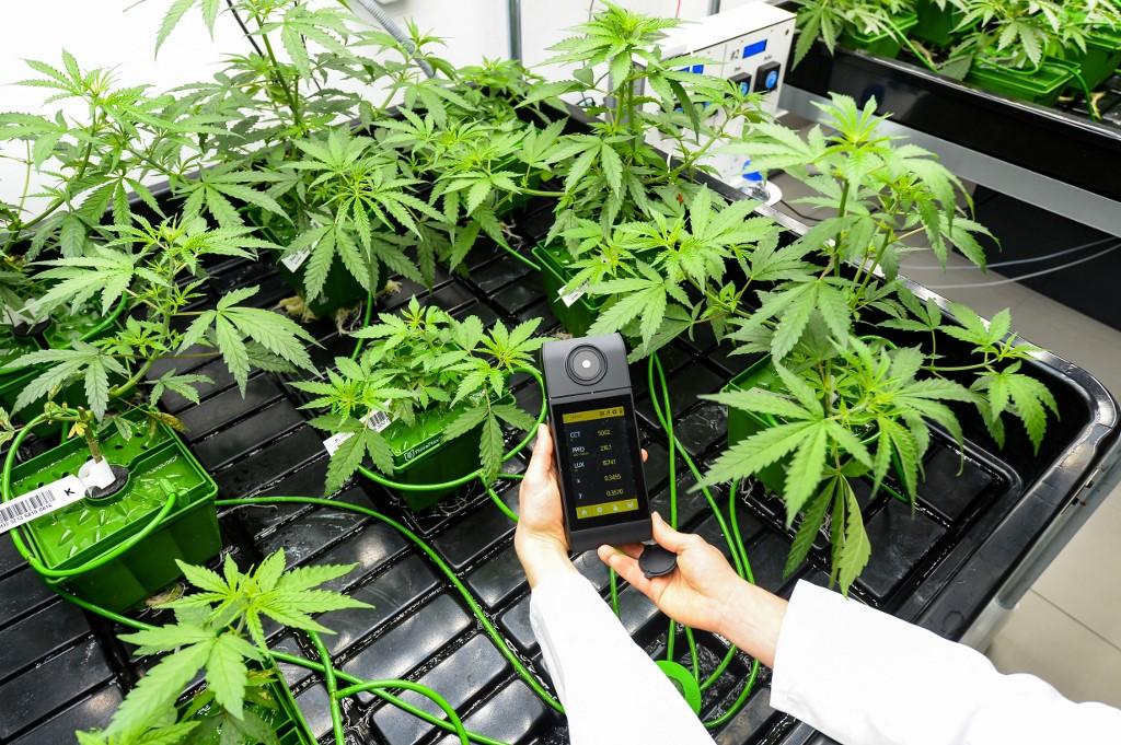 Gobierno veta parcialmente legalización de cannabis medicinal y cáñamo para uso industrial