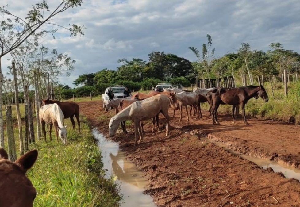 Fuerza Pública decomisó 14 caballos y una mula traídos de contrabando desde Nicaragua
