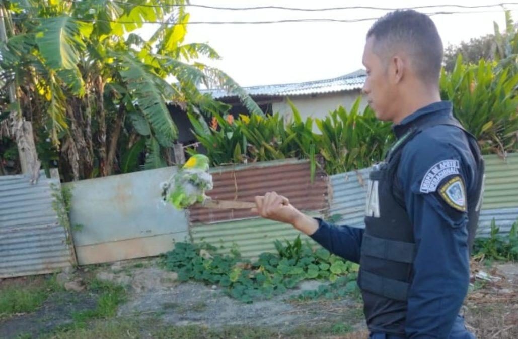 Fuerza Pública rescata lora abandonada en la vía pública en Guanacaste