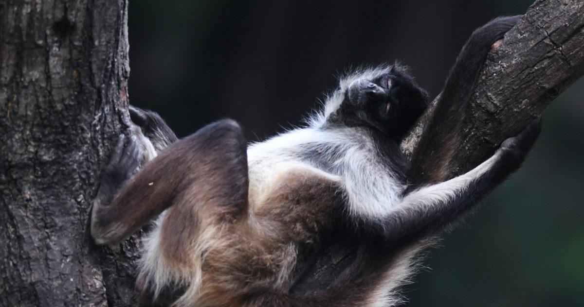 Especie animal que vive en Costa Rica está entre las 25 más amenazadas del mundo