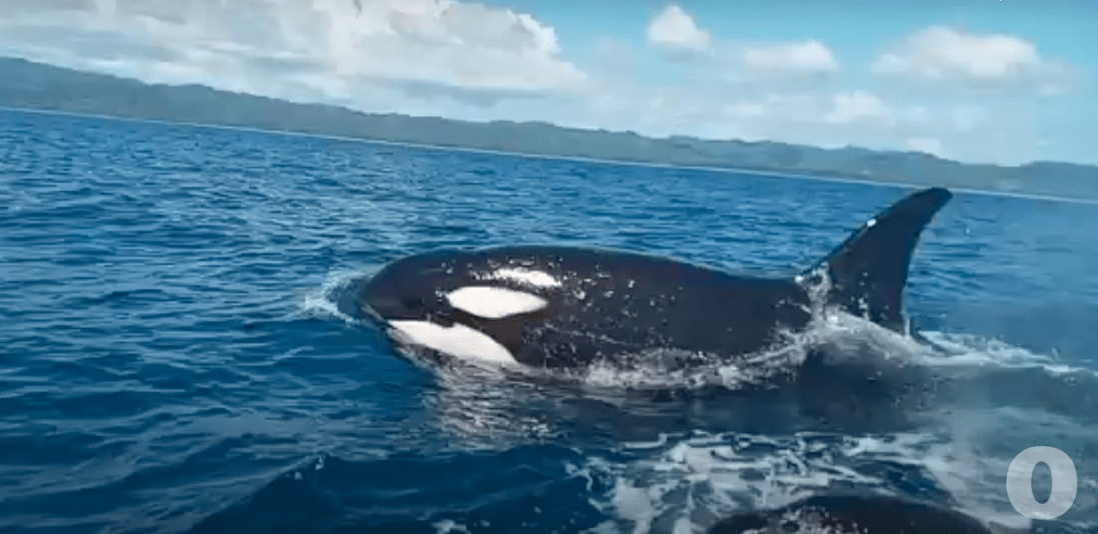 Video || Dos orcas son captadas en el Pacífico Sur de Costa Rica mientras comen una tortuga verde