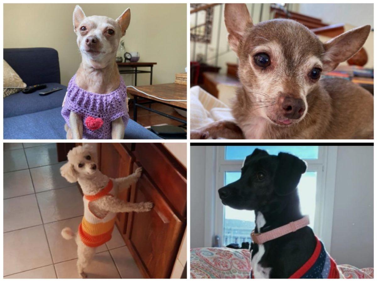 Lilli, Macy, Laika y Honey: Las mascotas que alegran a los candidatos presidenciales