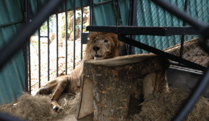 Caso del león Kivú cambia la justicia  en el país: sentencia reconoce animales como “seres sintientes”
