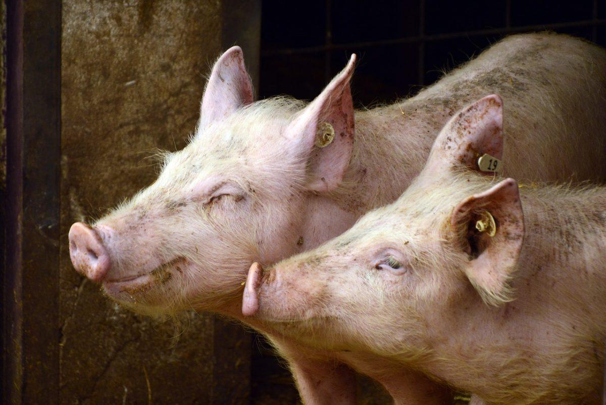 EE.UU. audita salud porcina de Costa Rica para otorgar reconocimiento que abriría nuevos mercados