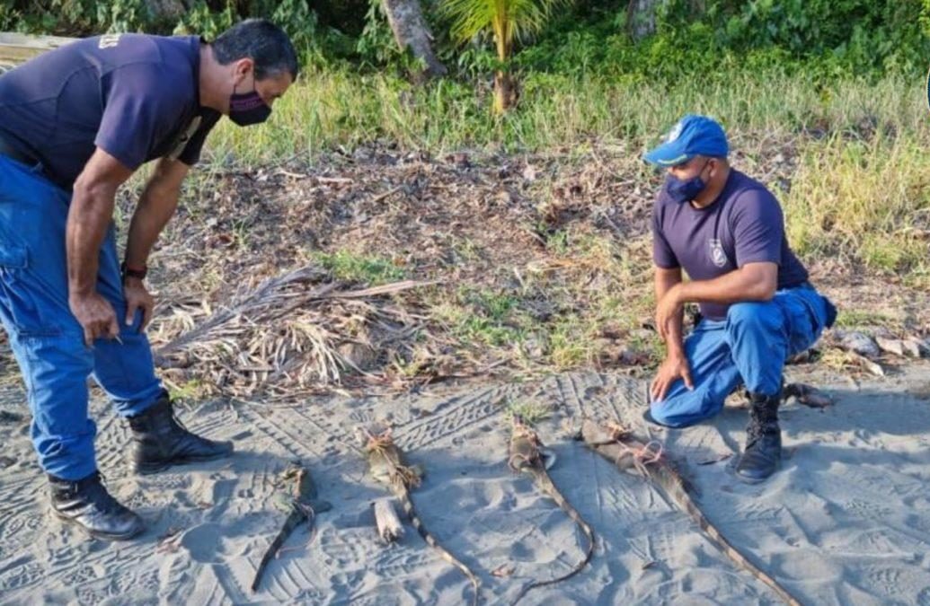 Guardacostas rescatan iguanas que serían sacrificadas en Matina, Limón