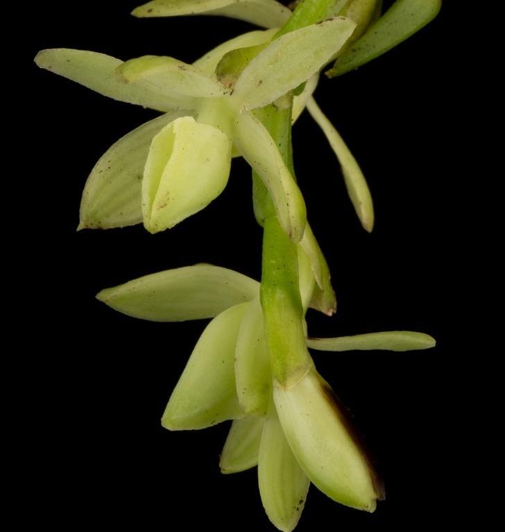 Descubren 20 nuevas especies de orquídeas en áreas silvestres protegidas de Costa Rica