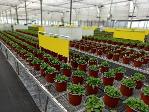 Plantas ornamentales de Costa Rica afectadas con medida fitosanitaria volverán a exportarse a la Unión Europea