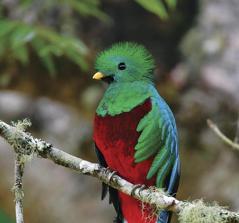 Revista ¡Hola! dedica reportaje al quetzal de Costa Rica, al que llama “el ave sagrada más bella del mundo”
