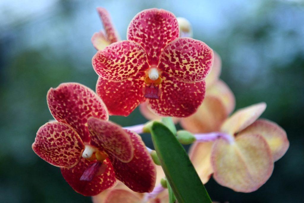 Reino Unido orquídeas Costa Rica