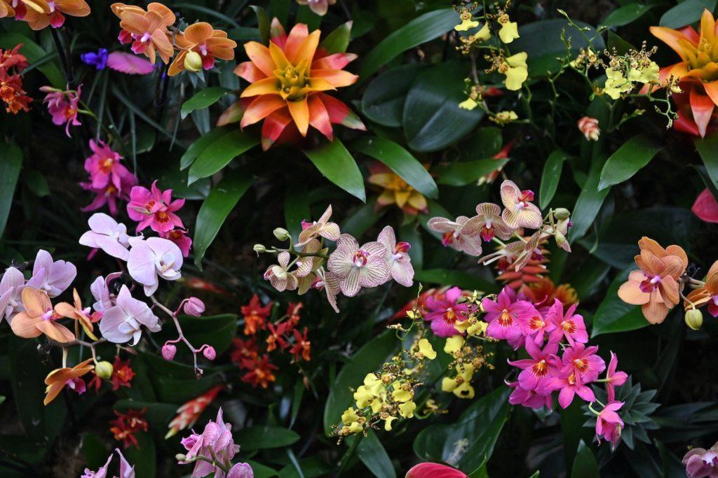 Reino Unido orquídeas Costa Rica