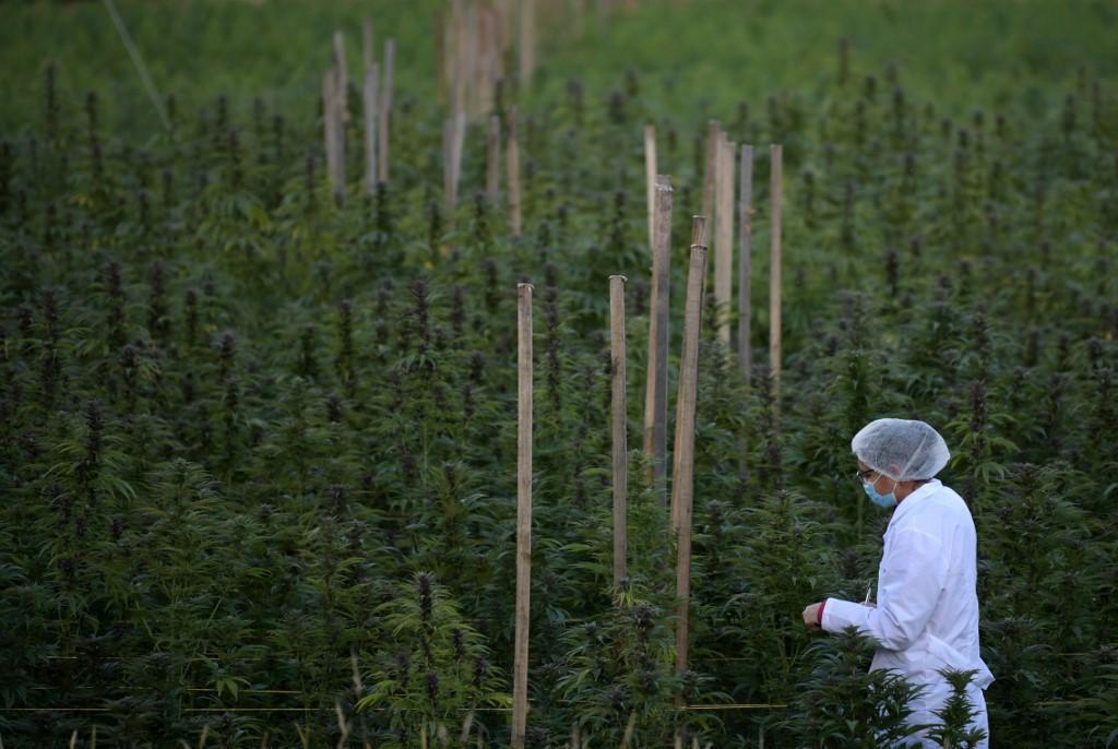 Gobierno firma legalización de cannabis medicinal y cáñamo tras haberla vetado en febrero