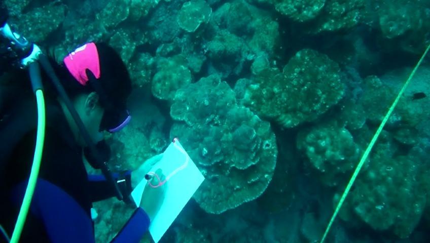 Isla del Coco: monitoreo confirma estabilidad en arrecifes de coral pese a cambio climático