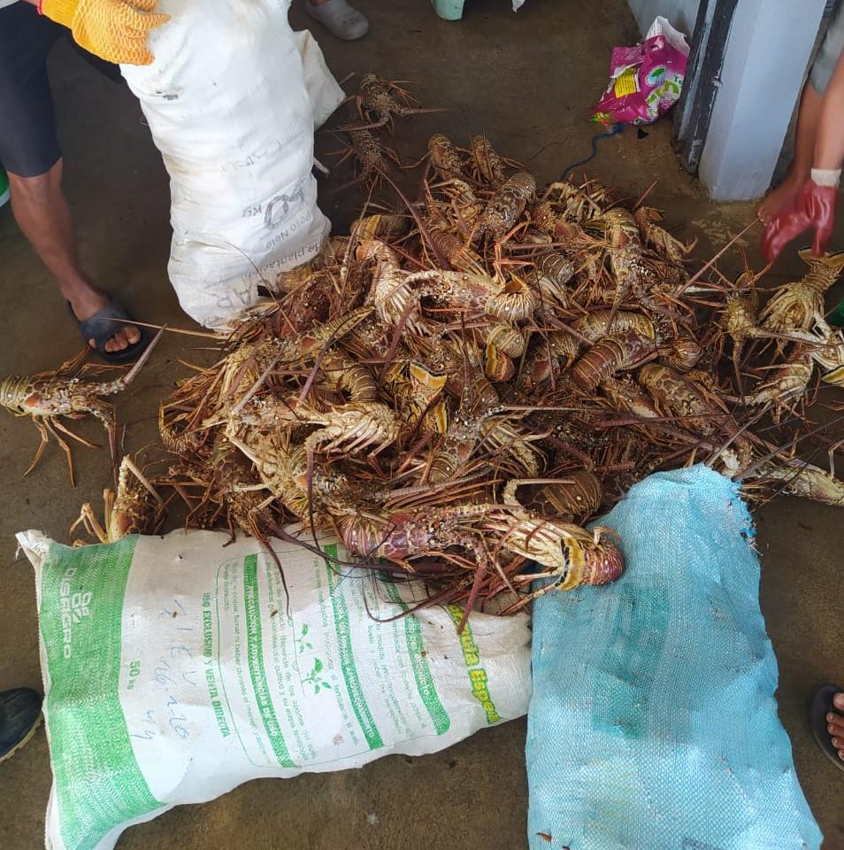 No se puede pescar langosta en el Caribe de Costa Rica; Incopesca aplica veda