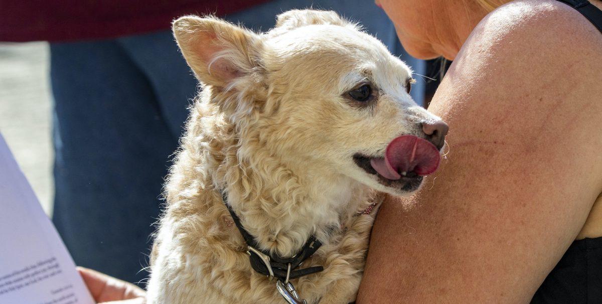 Adopte un perrito o un gatito en una feria de mascotas en Tienda Monge en Zapote