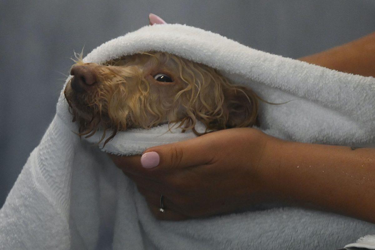 ¿Castración o esterilización de mascotas? Diferencias e impacto de ambas cirugías que usted debe saber