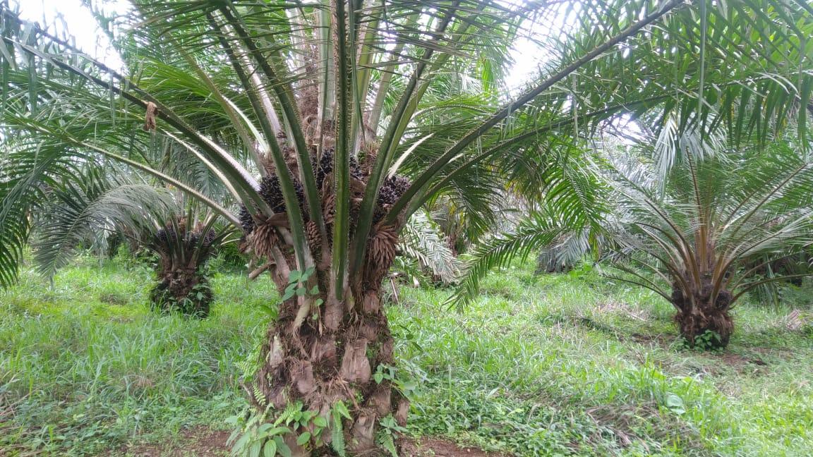 Producción de palma aceitera de Costa Rica es libre de deforestación, según estudio internacional