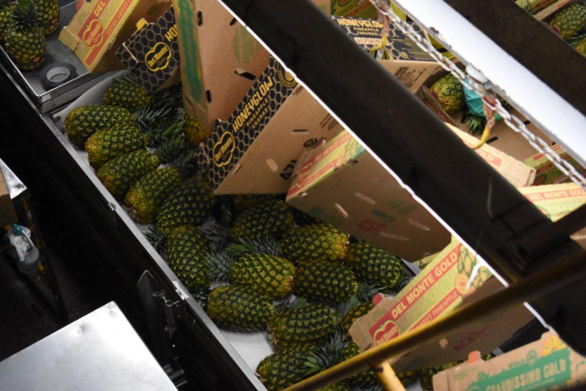 Piñeros de Costa Rica confirman baja en exportaciones de la fruta a inicios de este 2022