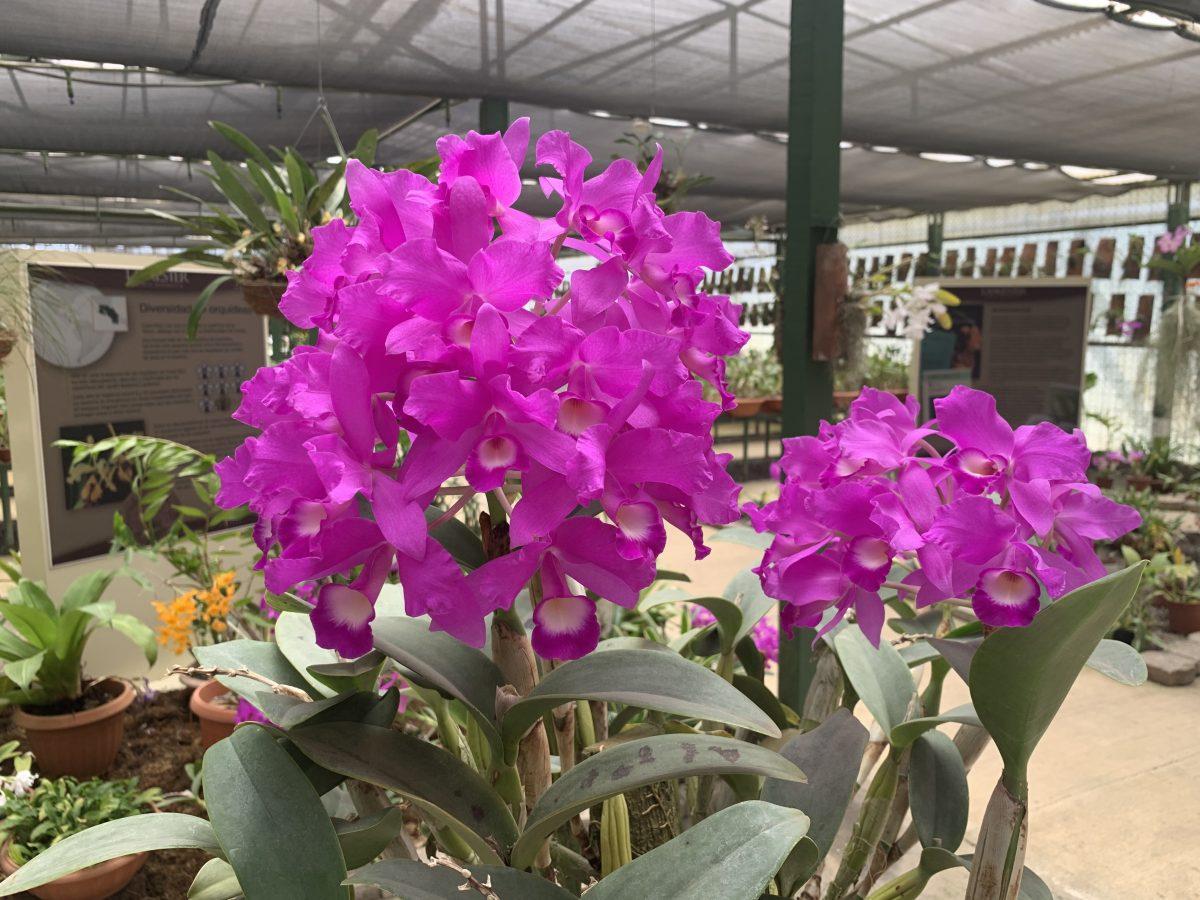 Este viernes inicia el evento más grande de orquídeas de Costa Rica