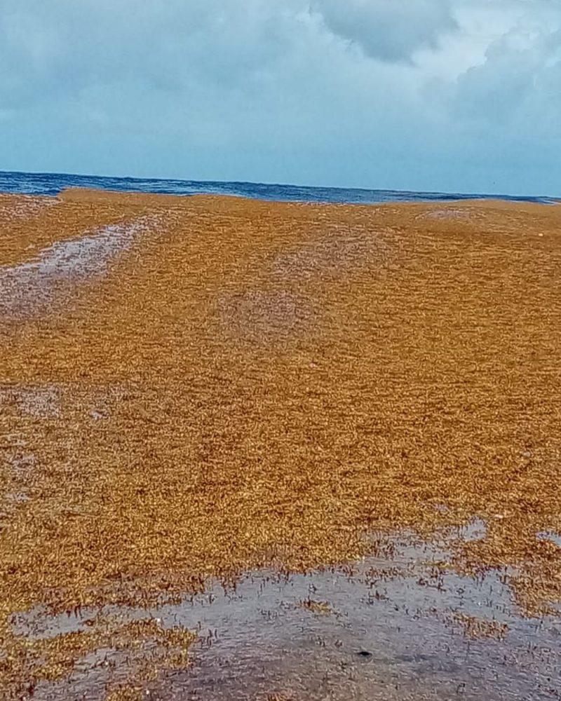 Instituciones estudian el impacto del alga sargazo en playas del Caribe