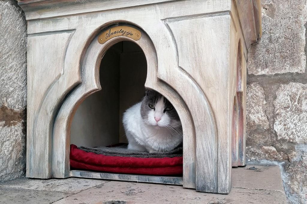 Polémica en Croacia sobre la suerte de una gata callejera expulsada de un palacio