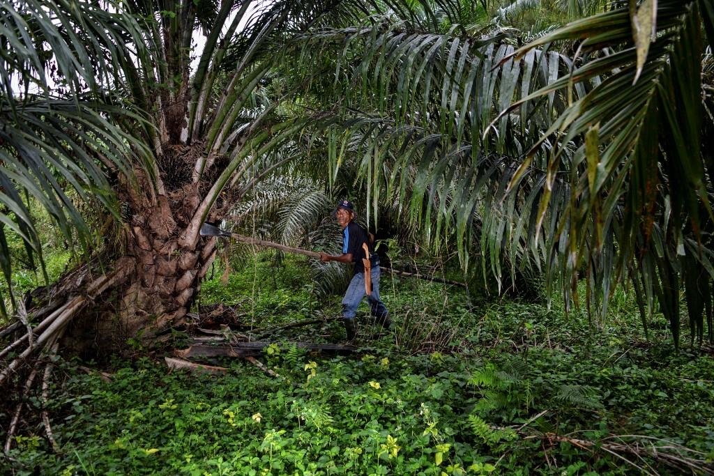 Indonesia suspende todas las exportaciones de aceite de palma
