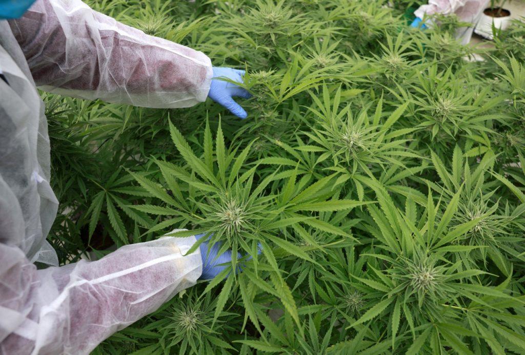 Reglamento que permitirá aprovechar Ley de Cannabis estará en próximos días, promete Gobierno