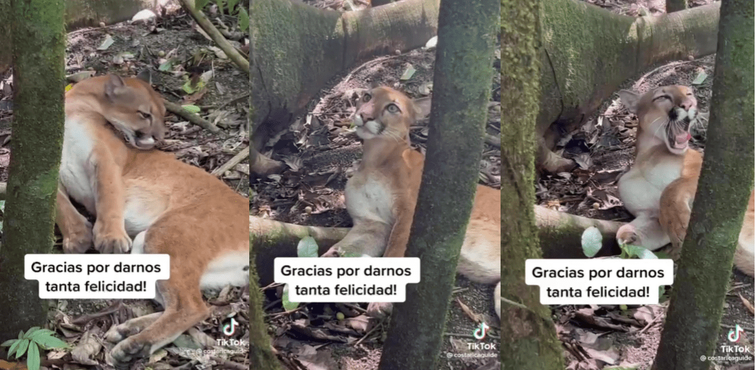 VIDEO| Un puma se luce con los visitantes del Parque Nacional Corcovado