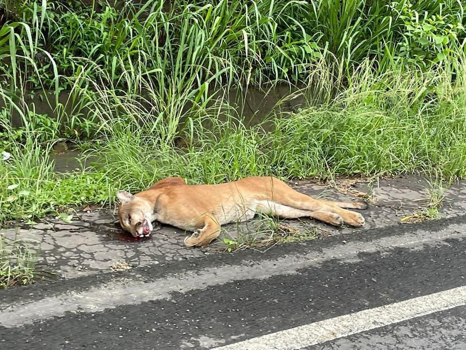 Video | Puma muere atropellado en autopista Bernardo Soto; en Costa Rica hay unos 500 ejemplares