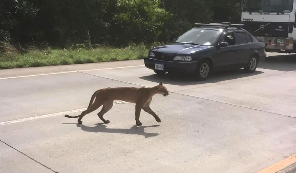 Puma deambula por las calles de Guanacaste; piden ayuda para encontrarlo