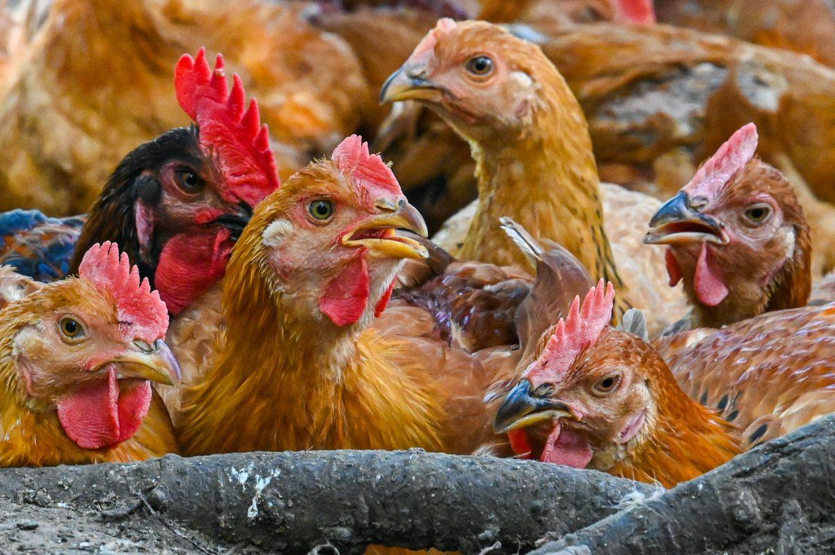 Ministerio de Salud emite lineamientos para captar posibles casos de influenza aviar en humanos