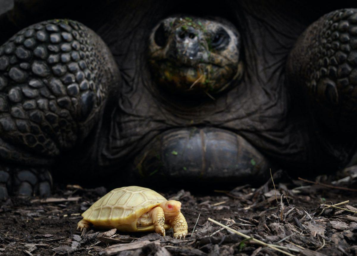 Nace en un zoológico la primera tortuga gigante de Galápagos albina vista hasta la fecha