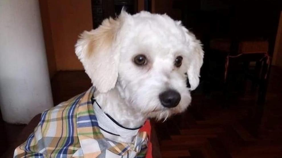 Herido, nervioso y llorando mucho: así está Luno el perro retenido en España desde marzo